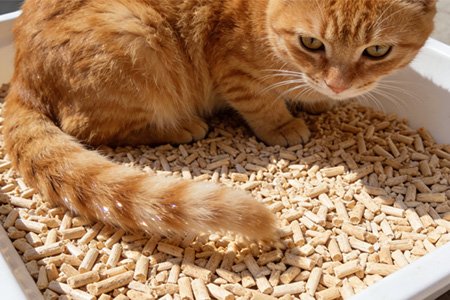 Analysis-of-Cat-Global-Environmental-Protection-Pine-Cat-Litter-Characteristics-in-Pine-Wood-Litter-for-Cats
