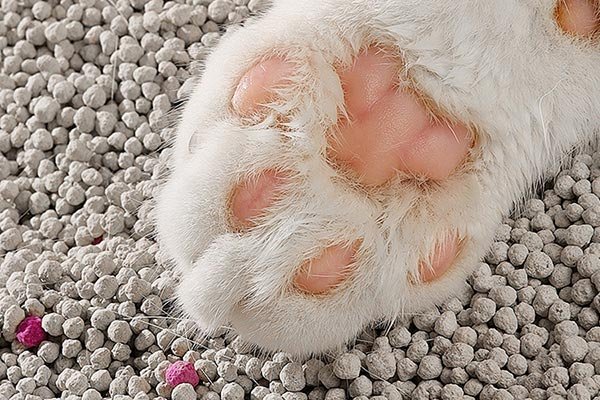 best cat litter for allergies