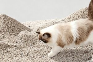 hypoallergenic cat litter