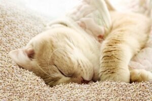 what is cat litter made of