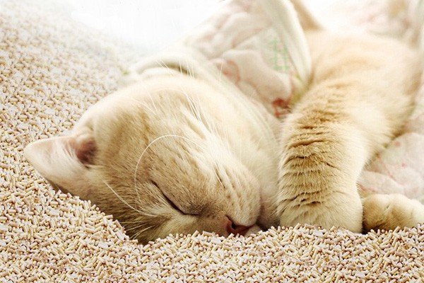 what is cat litter made of