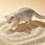 sodium bentonite cat litter brands